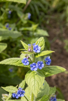 Pentaglottis near Chepstow Castle 2024